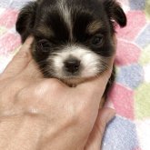 チワワ(ロング)