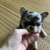 チワワ(ロング)