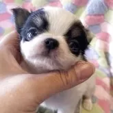 チワワ(ロング)