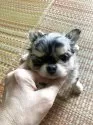 チワワ(ロング)【三重県・女の子・2025年7月1日・ブルーマール】の写真2「可愛い🩷まん丸の顔です。」