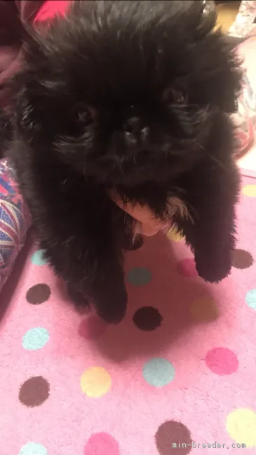ID:1804-02490の子犬