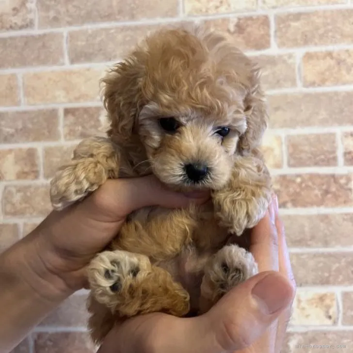 ID：2309-06594の子犬