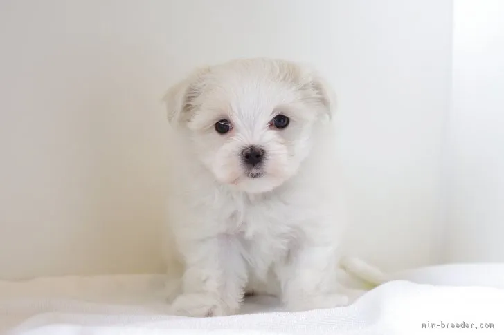 ID：1805-01315の子犬