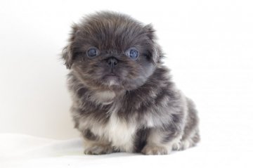 ペキニーズ【愛知県・女の子・2018年2月20日・グレー&ホワイト】の写真「レアカラー★4月15日(日)までの期間限定募集中★」