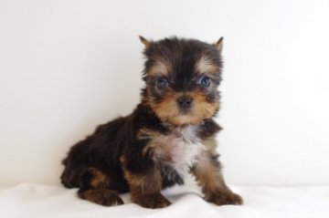 ヨークシャーテリア【愛知県・男の子・2018年4月6日・スティールブルータン】の写真「★5月27日(日)までの期間限定募集中★」