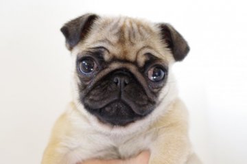 パグ【愛知県・女の子・2017年12月3日・フォーン】の写真「元気いっぱいです！」