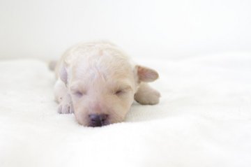 トイプードル(トイ)【愛知県・女の子・2017年7月29日・クリーム】の写真「とっても可愛い女の子です☆」