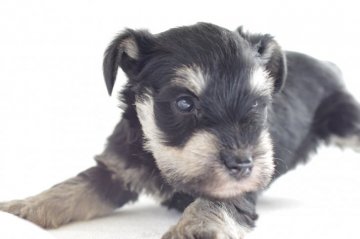 ミニチュアシュナウザー【愛知県・男の子・2017年12月20日・ブラック&シルバー】の写真「元気いっぱいです！」