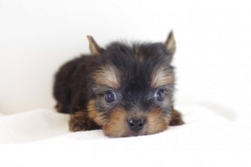 ヨークシャーテリア【愛知県・女の子・2018年4月6日・スティールブルータン】の写真「★5月27日(日)までの期間限定募集中★」