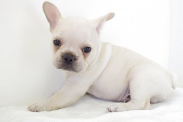 フレンチブルドッグ【愛知県・男の子・2017年6月12日・クリーム】の写真「元気いっぱいです！」