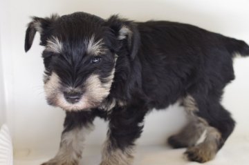 ミニチュアシュナウザー【愛知県・女の子・2017年12月20日・ブラック&シルバー】の写真「元気いっぱいです！」