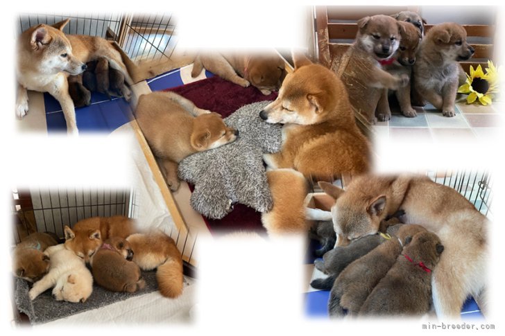 子育て上手な母犬ばかりです。｜中山　明世(なかやま　あきよ)ブリーダー(宮崎県・柴犬・日本犬保存会登録)の紹介写真3