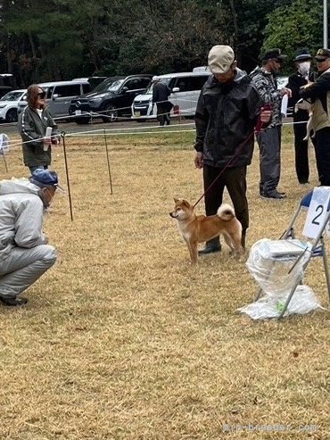 中山明世ブリーダーのブログ：大分支部展に参加してきました。