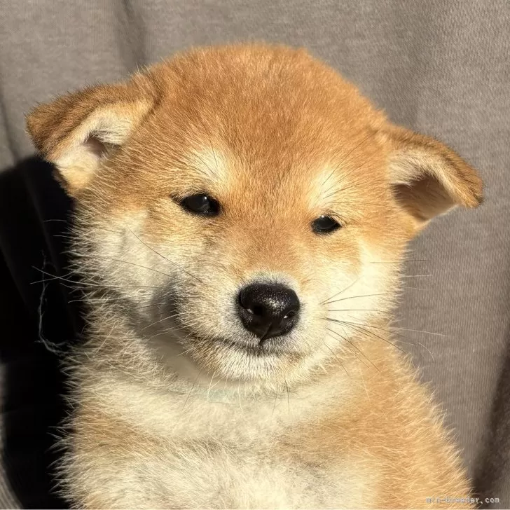 ID：2410-04919の子犬