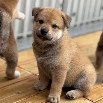 柴犬(標準サイズ)【宮崎県・女の子・2025年5月11日・赤】の写真「かわいらしい顔立ちの女の子」