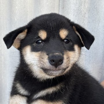 柴犬(標準サイズ)【宮崎県・男の子・2025年6月25日・黒】の写真「おめめパッチリのキュートな男の子」
