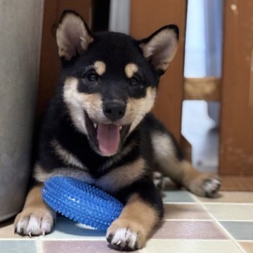 柴犬(標準サイズ)【宮崎県・男の子・2025年6月25日・黒】の写真「優良血統の人懐っこい男の子」