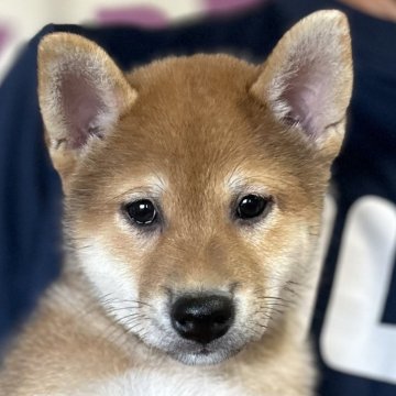 柴犬(標準サイズ)【宮崎県・女の子・2025年7月10日・赤】の写真「穏やかでのんびり屋さん」