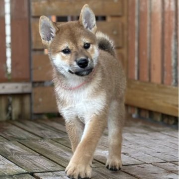 柴犬(標準サイズ)【宮崎県・女の子・2025年7月10日・赤】の写真「やわらかい表情の女の子」