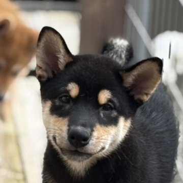 柴犬(標準サイズ)【宮崎県・男の子・2025年6月25日・黒】の写真「優良血統の人懐っこい男の子」
