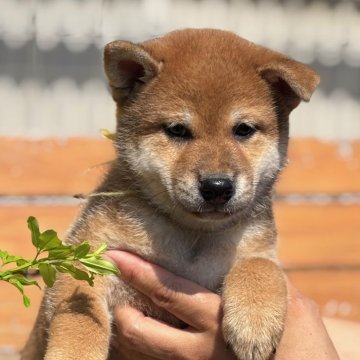 柴犬(標準サイズ)【宮崎県・女の子・2025年7月10日・赤】の写真「穏やかでのんびり屋さん」