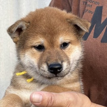 柴犬(標準サイズ)【宮崎県・女の子・2025年7月10日・赤】の写真「穏やかでのんびり屋さん」
