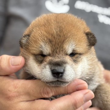 柴犬(標準サイズ)【宮崎県・女の子・2025年6月25日・赤】の写真「とても可愛らしい表情の女の子」