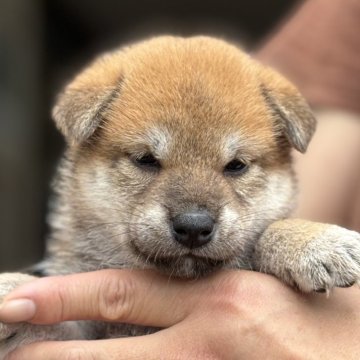 柴犬(標準サイズ)【宮崎県・女の子・2025年5月11日・赤】の写真「かわいらしい顔立ちの女の子」
