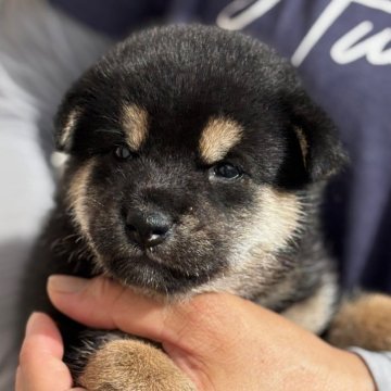 柴犬(標準サイズ)【宮崎県・男の子・2025年6月25日・黒】の写真「おめめパッチリのキュートな男の子」
