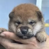 柴犬(標準サイズ)
