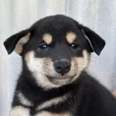 柴犬(標準サイズ)