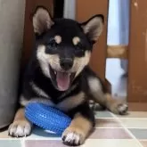 柴犬(標準サイズ)