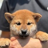 柴犬(標準サイズ)