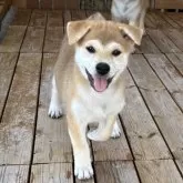 柴犬(標準サイズ)