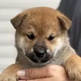 柴犬(標準サイズ)【宮崎県・女の子・2025年7月10日・赤】の写真1