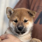柴犬(標準サイズ)