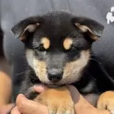 柴犬(標準サイズ)【宮崎県・男の子・2025年6月25日・黒】の写真4