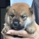 柴犬(標準サイズ)【宮崎県・女の子・2025年7月10日・赤】の写真7