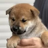 柴犬(標準サイズ)【宮崎県・女の子・2025年7月10日・赤】の写真4