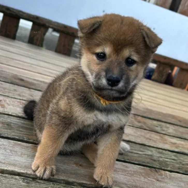 ID:2409-05070の子犬