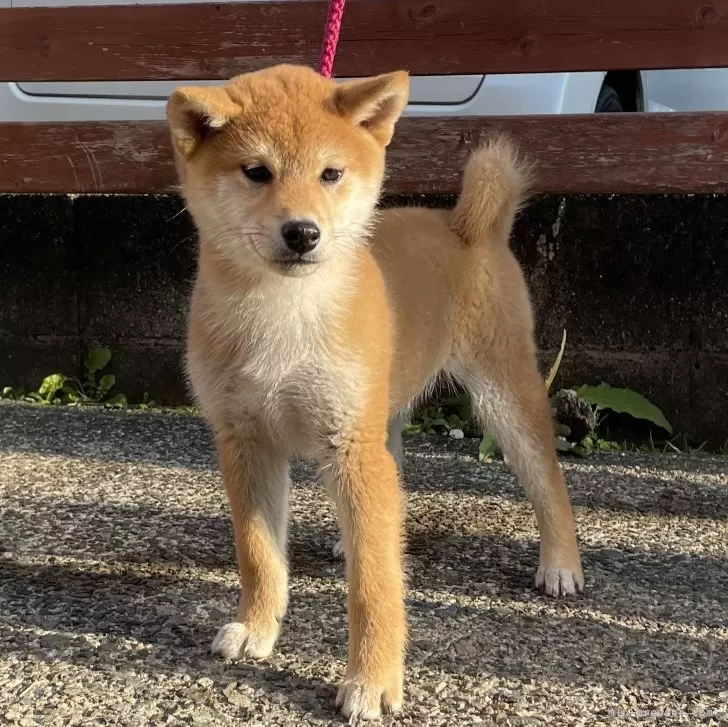 ID:2401-01409の子犬