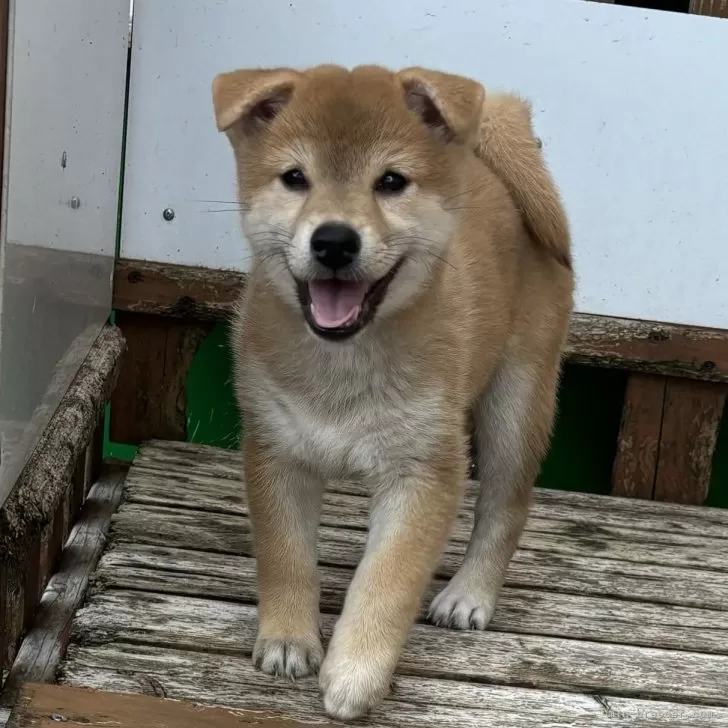 ID：2408-03019の子犬