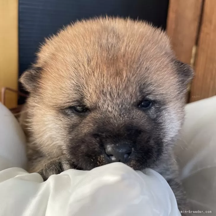 ID：2403-03046の子犬