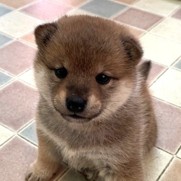 柴犬(標準サイズ)【宮崎県・女の子・2024年2月29日・赤】の写真「かわいらしい女の子」