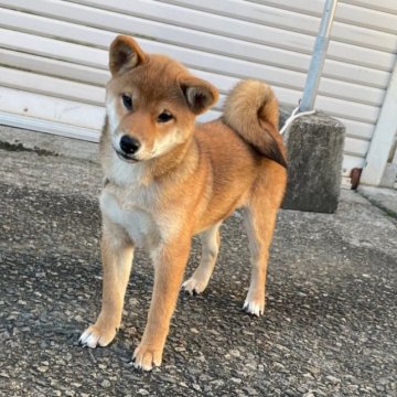 柴犬(標準サイズ)【宮崎県・女の子・2023年7月10日・赤】の写真「超優良血統です。」