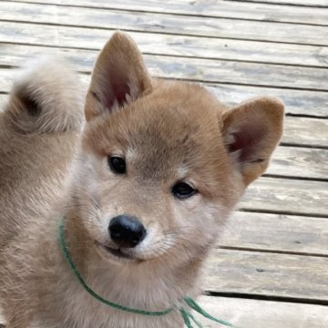 柴犬(標準サイズ)【宮崎県・男の子・2023年7月10日・赤】の写真「つぶらな瞳の男の子（グリーン）」