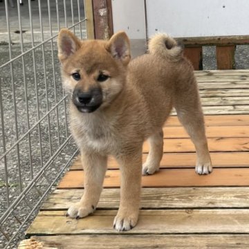 柴犬(標準サイズ)【宮崎県・男の子・2023年7月10日・赤】の写真「優良血統、本部賞犬の系統」