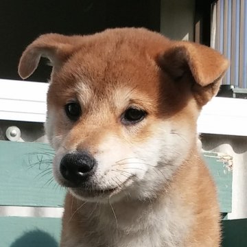 柴犬(標準サイズ)【宮崎県・男の子・2014年3月14日・赤】の写真「超優良血統の男の子」