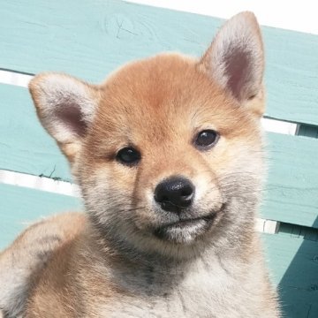 柴犬(標準サイズ)【宮崎県・男の子・2014年2月27日・赤】の写真「凛々しい表情の男の子」