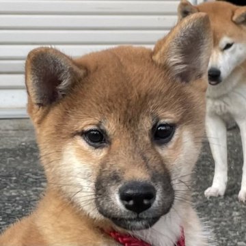 柴犬(標準サイズ)【宮崎県・女の子・2023年10月2日・赤】の写真「超優良血統です。」